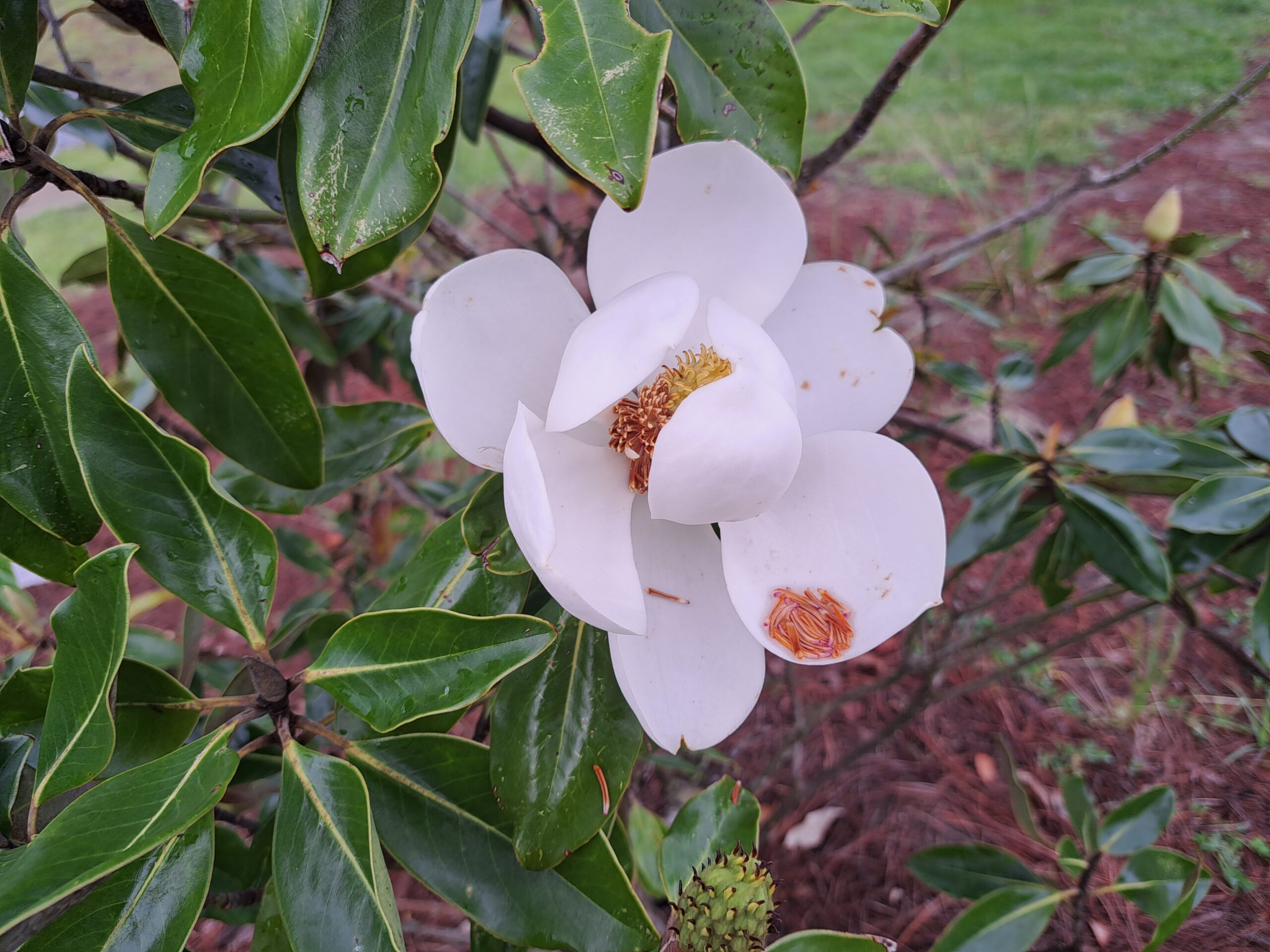 white flower resize scaled